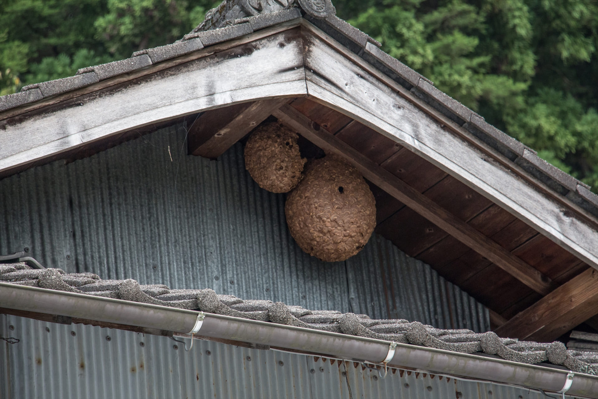 蜂の巣駆除に対応 | 徳島の便利屋なら便利屋 おかげ様